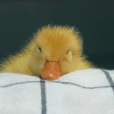 buttercup-duck avatar