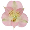 buttercupbutterfly avatar