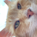 buttercups-revenge avatar