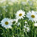 buttercupsndaisies avatar