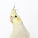 buttercupthecockatiel avatar