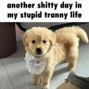 buttercupthedog avatar