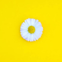 butterdaisies avatar