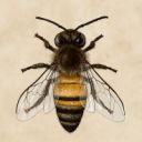 butterflies-and-bumble-bees avatar