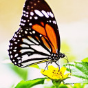 butterflies-fly avatar