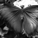 butterfliesandwebs avatar