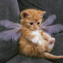 butterfliesnkitties avatar