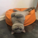 butterfliesxangels avatar