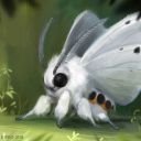 butterfly-and-moth-species avatar