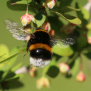 butterfly-bpd avatar