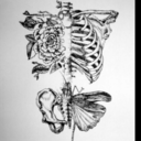 butterfly-for-a-hurricane avatar