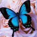 butterfly-mosh-pit avatar