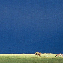 butterfly-teef avatar