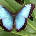 butterflybleu avatar