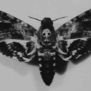 butterflydashnea avatar