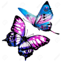 butterflydeflower avatar