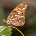 butterflyfritillary avatar