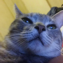 butterflygrl62 avatar