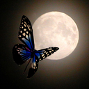 butterflyinthemoon avatar