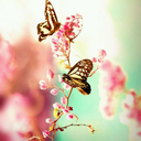 butterflylovestory avatar