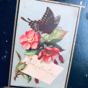 butterflynthesky avatar