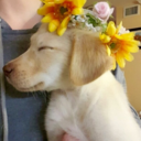 butterflysboo-blog avatar