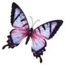 butterflywaterfalls avatar