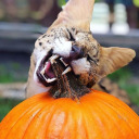 butternutspots avatar