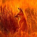 butterscotchboots avatar