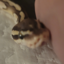 butterscotchpaint avatar