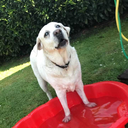 butthurttoads avatar