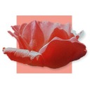 buzzcvtseason avatar