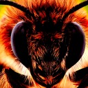 buzzibees avatar