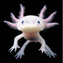 byebiaxolotl avatar