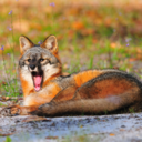 byhonourslight-blog avatar