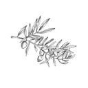 bytheolivetree avatar