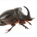 bythesameanon avatar