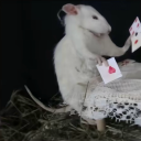 byulbyulbyulbasaur avatar