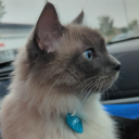 c-a-t-astrophic-rain avatar