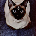 c-a-t-eyes-blog1 avatar