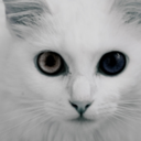 c-a-t-t-i-t-u-d-e-blog avatar