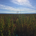 c-cherryw-wine avatar