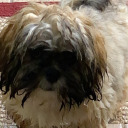 c0rpest1tties avatar