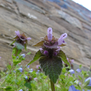 c0ttoncandylips avatar