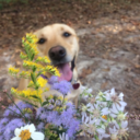 c12h22o11na2so4 avatar