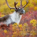 c4t-4str0ph1c avatar