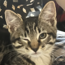 c4tninnetteee avatar