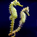caballito-de-mar avatar
