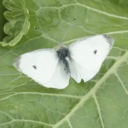 cabbagebutterfly avatar