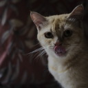 cabbagecat-blog avatar